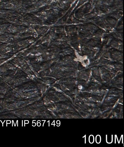 undet. Porifera