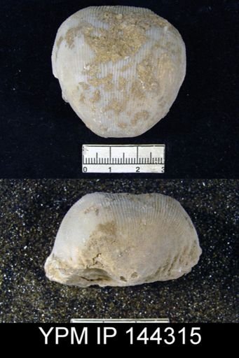 Productus (Linoproductus) sp.