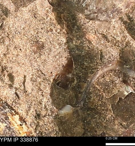 undet. Bivalvia