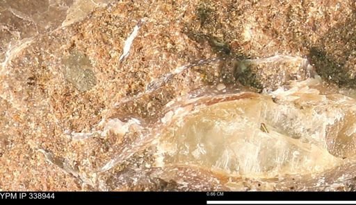 undet. Bivalvia