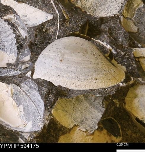 Limopsis? striatopunctatus