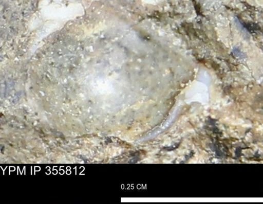 undet. Mollusca