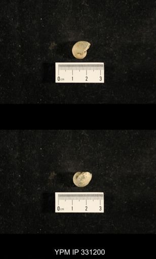 Euphemites sp.