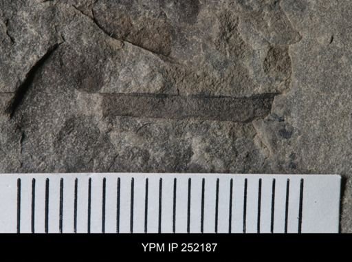 undet. Eurypterida