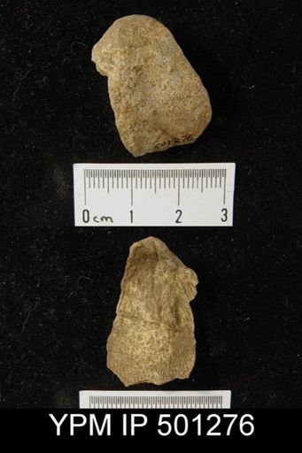 Productus sp.