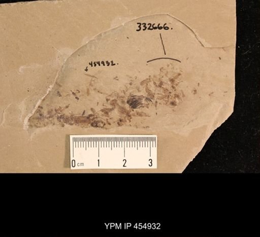 undet. Tipulidae