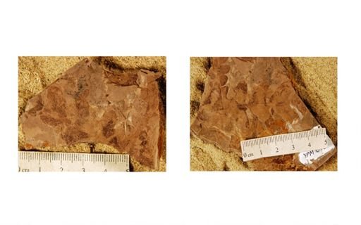 Dicroidium odontopteroides