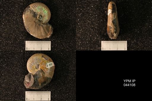 Hoploscaphites nicolletii