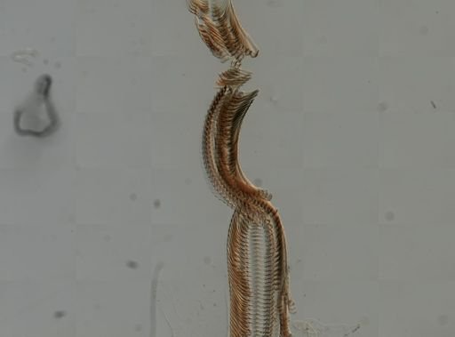 Elimia virginica