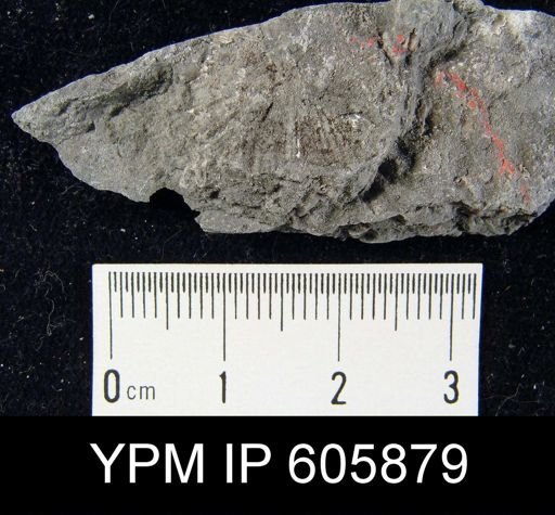 Spirifer cameratus
