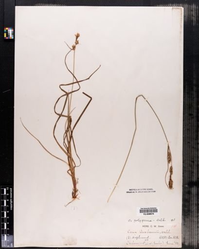 Carex buxbaumii