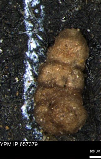 Ammobaculites euides