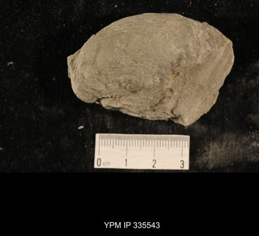 Linoproductus sp.