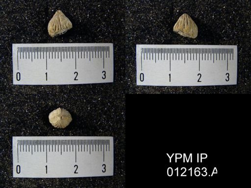 Hustedia mormoni