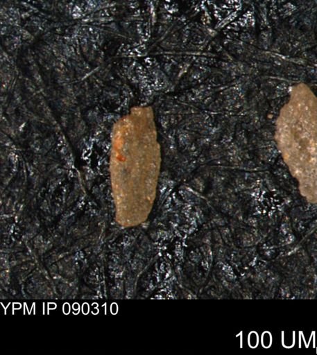 Verneuilina canadensis