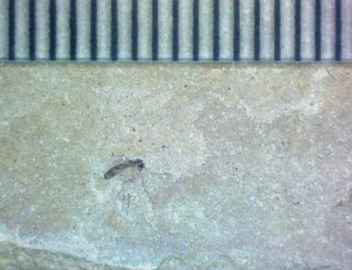 undet. Diptera