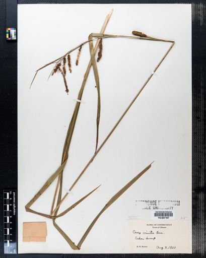 Carex crinita