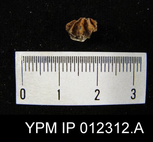 Spiriferina laxa