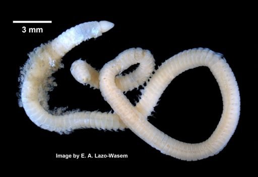 Lumbrinerides acuta