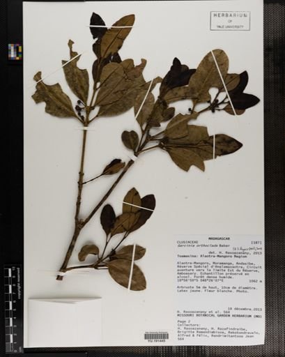 Plantae