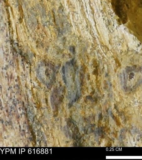 Teredo sp.