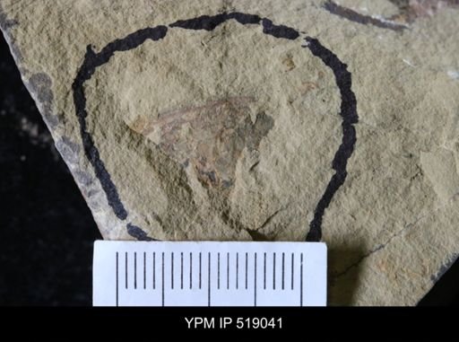 Archaeocyathida?