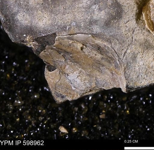 Mollusca