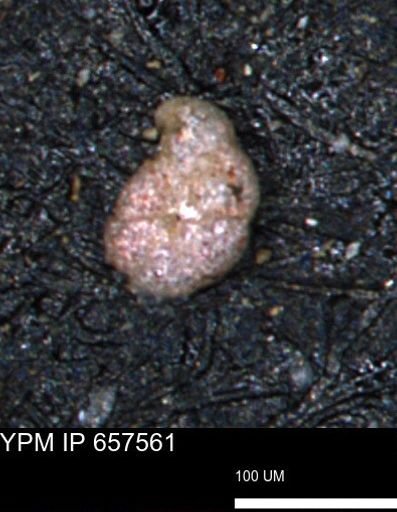 Alveolophragmium linki
