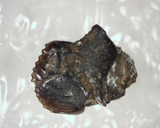 Parectypodus laytoni