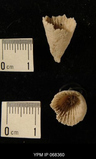 Lambeophyllum profundum
