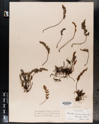 Cheilanthes