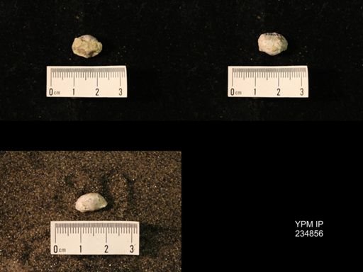 Marginifera fragilis