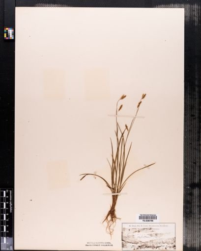 Carex capillaris