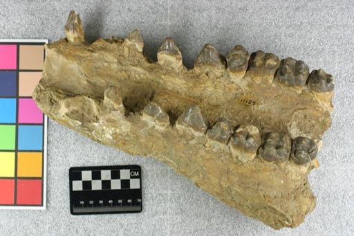 Perchoerus probus