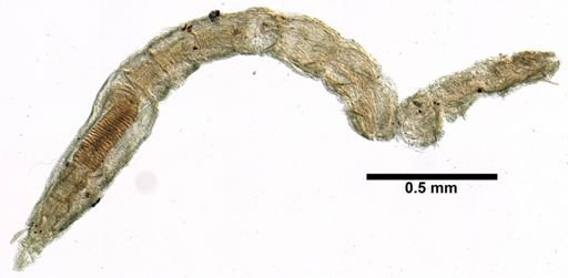 Polychaeta