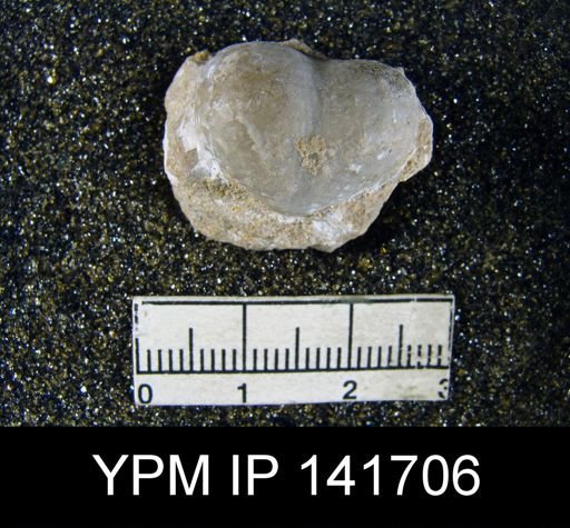 Marginifera typica
