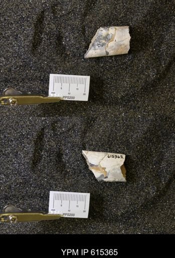 Baculites sp.