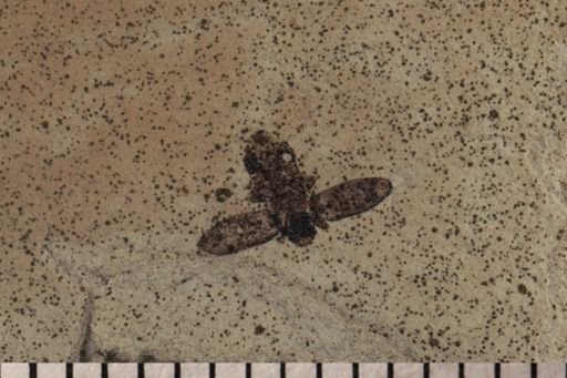 Coleoptera