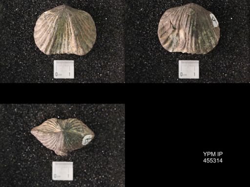 Platystrophia sp.