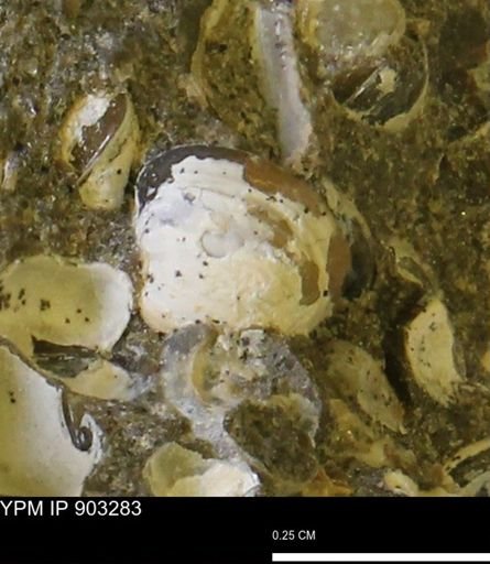 Protocardia sp.