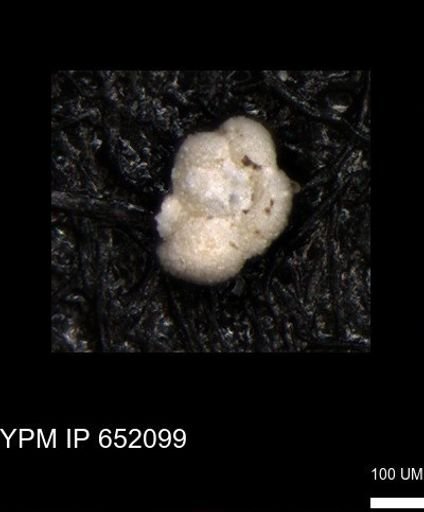 undet. Foraminiferida