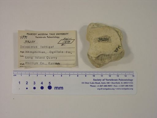 Teleoceras fossiger