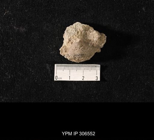 Phestia sp.