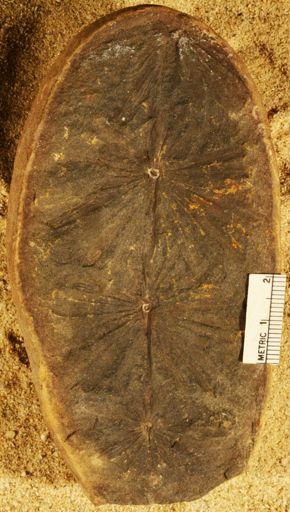 Annularia
