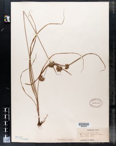 Cyperus filiculmis