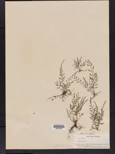 Asplenium