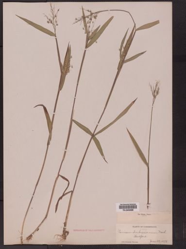 Panicum oligosanthes