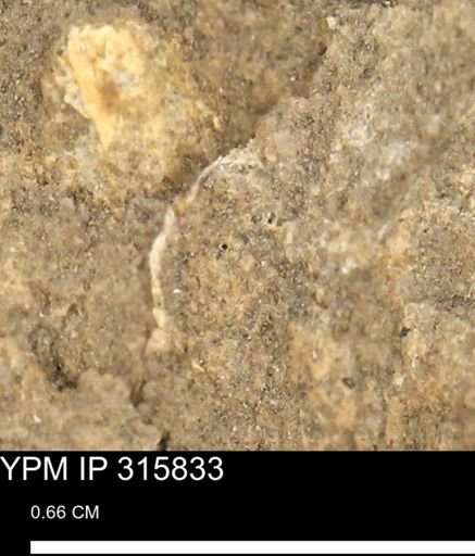 undet. Mollusca