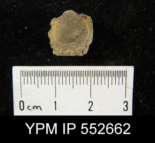 Productus sp.