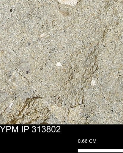 undet. Mollusca